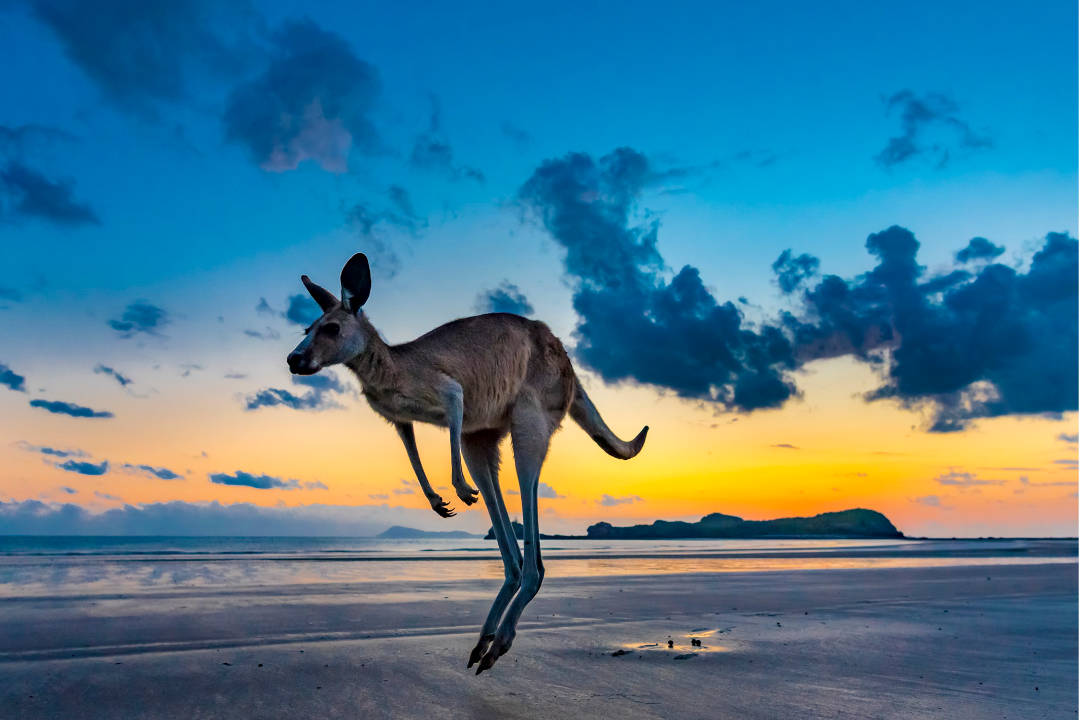 Känguruh am Strand ©Dirk Bleyer