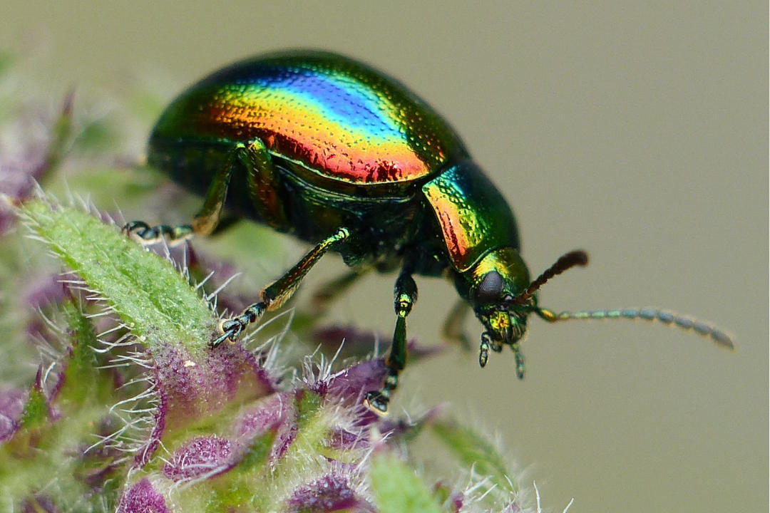 Käfer auf Pflanze im Naturgarten